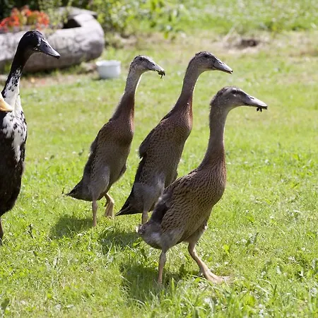 Affittacamere Landhotel Trakehnerhof