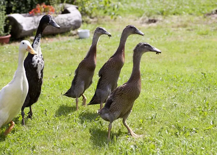 Guest house Landhotel Trakehnerhof
